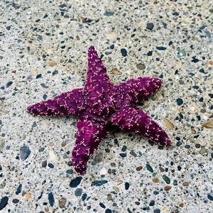 Meet your Posher, Joanne